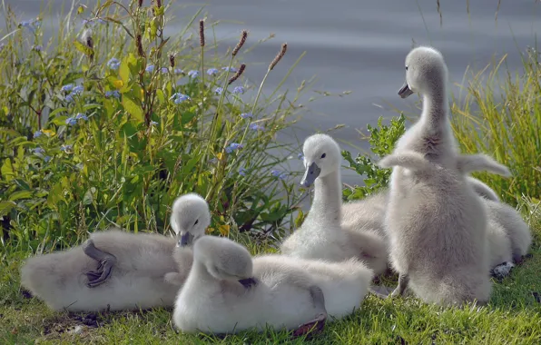 Picture birds, swans, Chicks