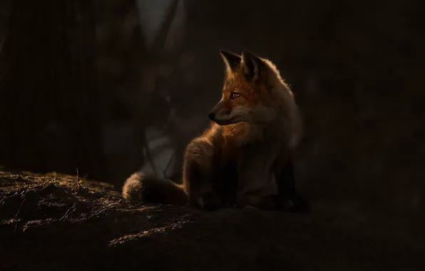 Forest, light, Fox, Fox, Fox