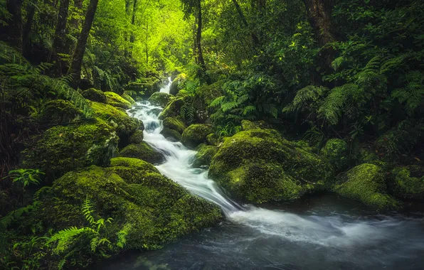 Forest, stream, stones, waterfall, moss, Portugal, cascade, Madeira