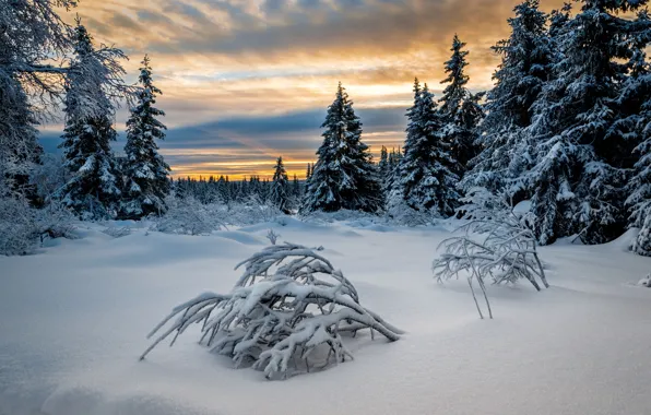 Winter, forest, Norway, frosty, Lillehammer