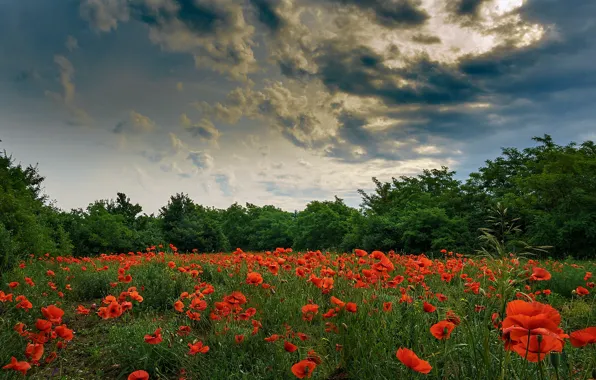 Field, summer, Maki