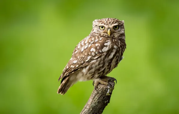 Picture look, bird, claws, little owl