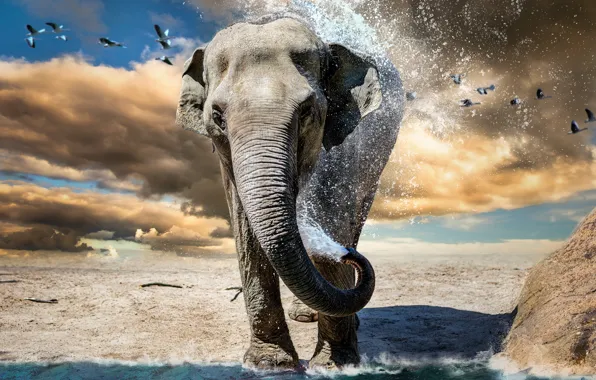 Sea, water, squirt, birds, elephant, bathing, trunk, photoart