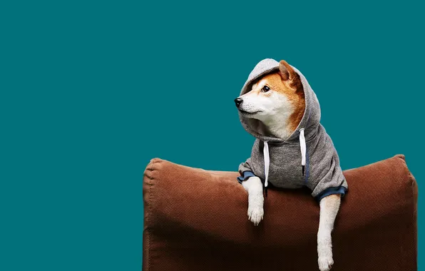 Look, pose, dog, chair, paws, hood, jacket, face