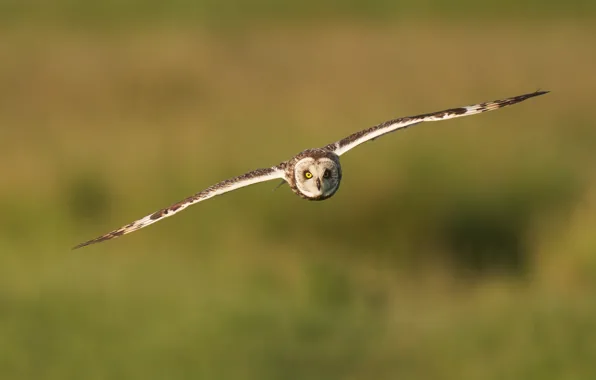 The sun, background, owl, bird, wings, flight, bokeh