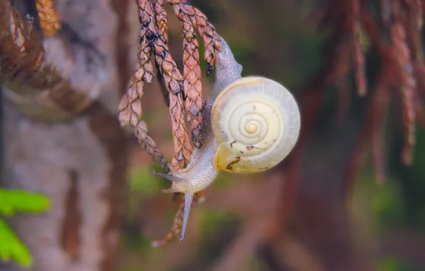 Animal, shell, snail