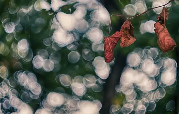 Autumn, leaves, bokeh, Dry