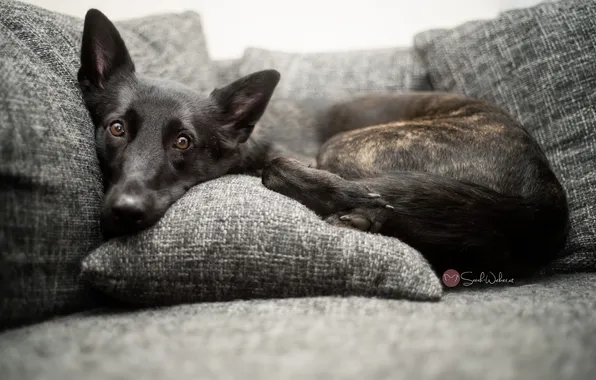 Look, comfort, each, home, dog