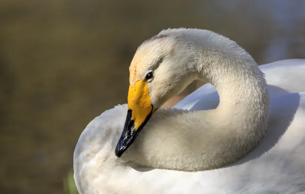 White, look, light, yellow, background, bird, portrait, beak