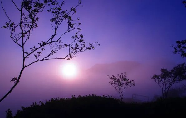 The sun, trees, mountains, fog, twilight, silhouettes