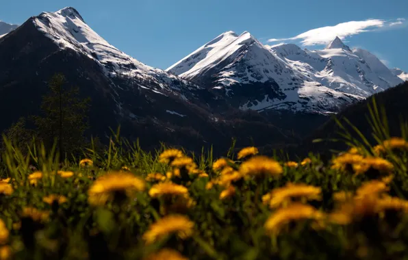 Snow, flowers, mountains, tops, spring, dandelions, bokeh