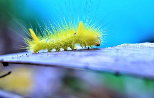 Caterpillar, background, hairs