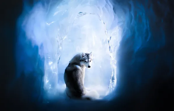 Ice, dog, Husky, ice cave