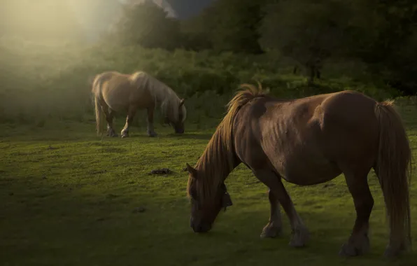 Field, summer, grass, light, trees, nature, pose, horse
