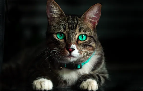 Cat, mustache, look, paws, muzzle, green eyes