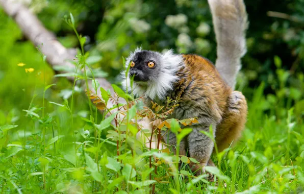 Picture grass, look, nature, lemur