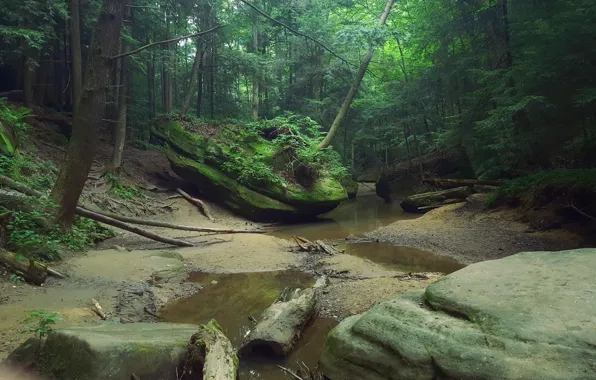 Greens, Water, Sand, Trees, Forest, Leaves, Stones, Moss