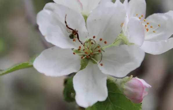 Macro, spider, spring, Apple, macro flowers nature