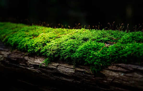 Macro, the dark background, tree, moss, log, tree, moss, log