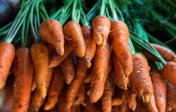 Harvest, carrots, a lot, from the garden