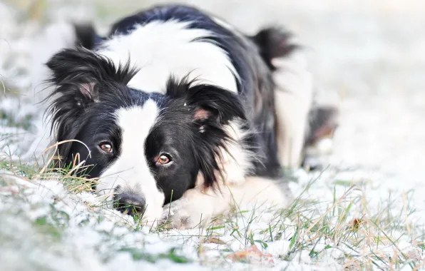 Winter, look, snow, portrait, dog, lies, the border collie, Wallpaper from lolita777