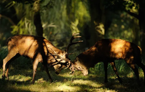 Forest, light, nature, fight, deer, shadows, horns, deer