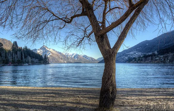 Picture forest, trees, mountains, nature, lake, photo, tree, shore