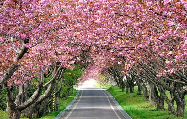 Road, landscape, cherry, fatigue, Sakura, track, alley, relieves