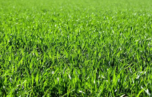 Greens, field, grass, the sun, bokeh