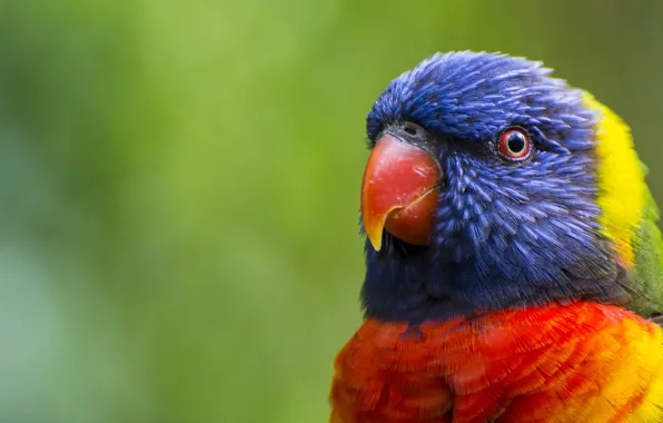 Picture greens, bird, head, feathers, beak, blur, parrot, color