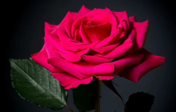Picture macro, rose, petals, raspberry