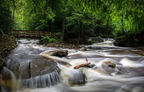 Forest, trees, bridge, Park, stream, stones, for, USA