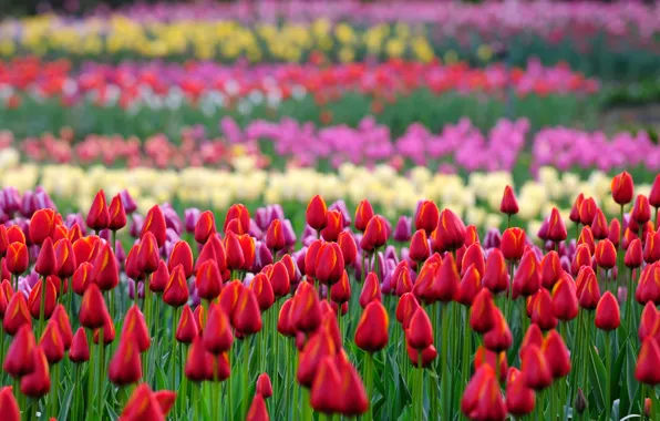 Picture field, flowers, red, spring, garden, tulips, a number, buds