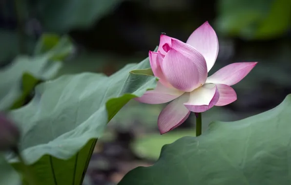 Flower, leaves, fly, pink, Bud, Lotus