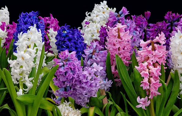 Purple, leaves, flowers, blue, bright, bouquet, spring, pink