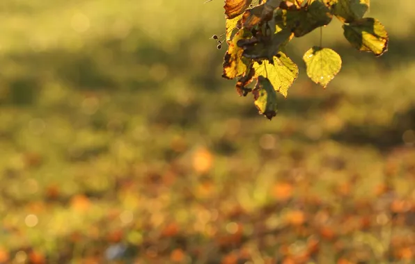 Autumn, leaves, foliage, leaf