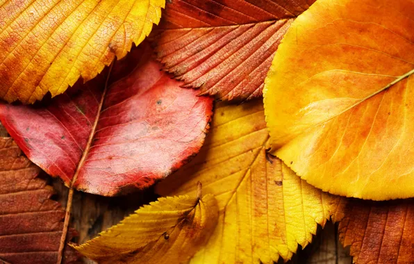 Picture autumn, leaves, macro, red, yellow, foliage, leaf, red
