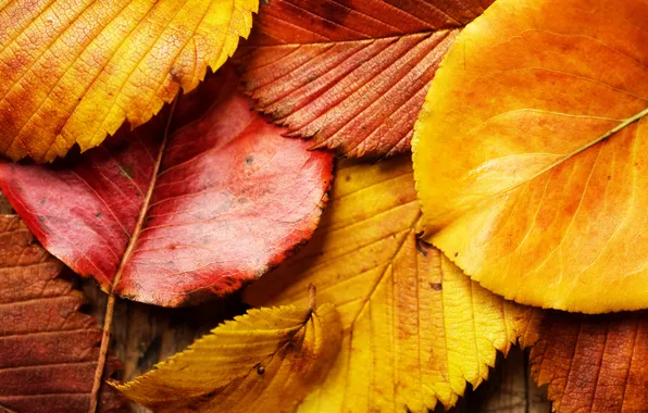 Autumn, leaves, macro, red, yellow, foliage, leaf, red