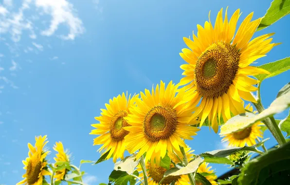 Summer, the sky, sunflowers