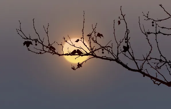 Branches, bird, the moon