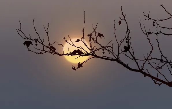Picture birds, the moon, branch