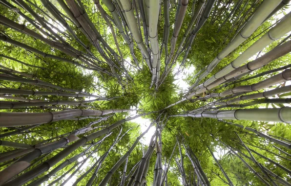 Greens, the sky, nature, bamboo, bottom view