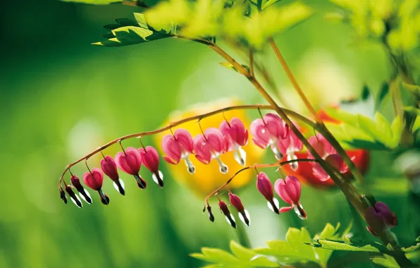 Flower, drops, Rosa, pink, greens