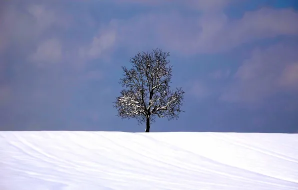 Winter, snow, Tree