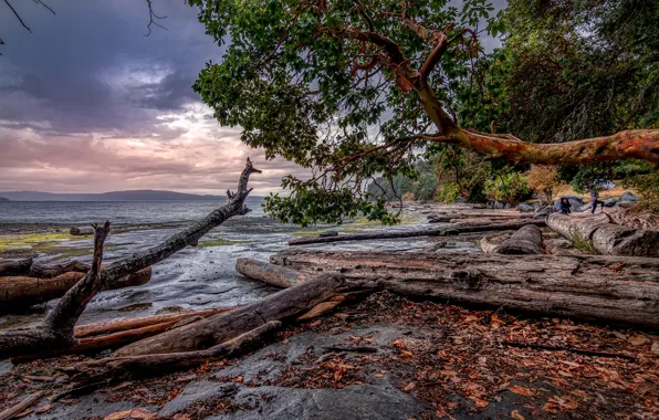 Sea, forest, the sky, leaves, trees, clouds, coast, Canada