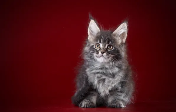 Red, background, Kitty, Baby, Maine Coon