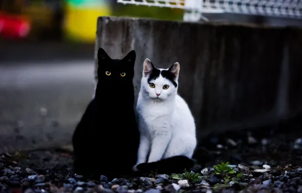 Picture cat, look, background