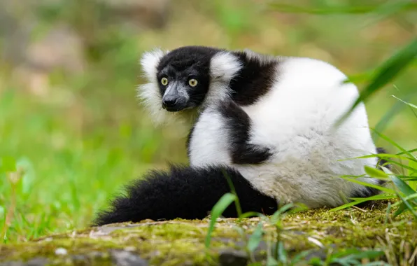 Look, pose, green, background, lemur, sitting