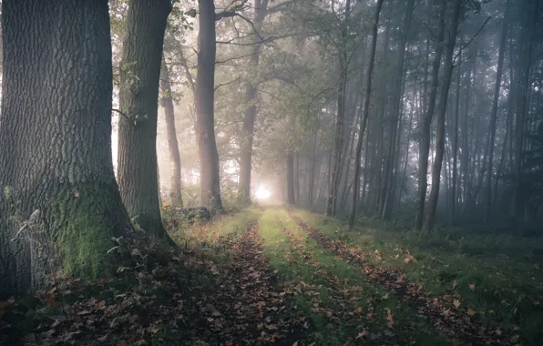 Road, autumn, forest, fog