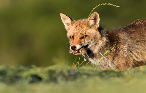Face, mouse, Fox, mining